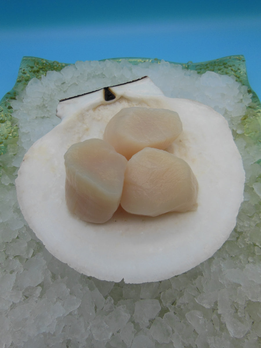 Domestic U10 Dry Sea Scallops 2lbs Motor City Seafood Co.